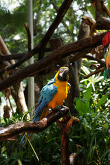 Blue and yellow macaw (Ara ararauna).  Large parrot.