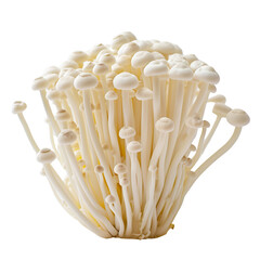 Fresh Enoki Mushrooms Isolated on Transparent Background Cutout