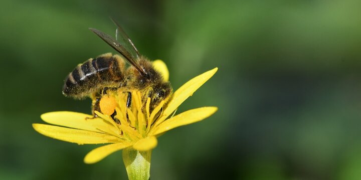 abeille du jardin 30