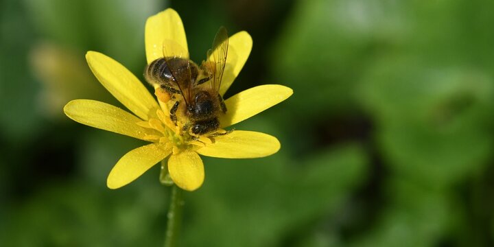 abeille du jardin 29