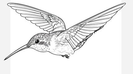Black and white bird colibri. Coloring page flat vector