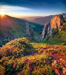 Superb summer sunrise in Carpathian mountains. Amazing morning view of subalpine meadow Gadzhina ...