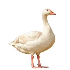 A white goose standing on a Transparent Background