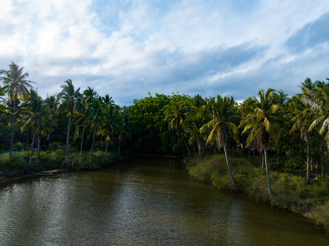 Coconut forest scenery on Coconut Island, Sanya, Hainan, China