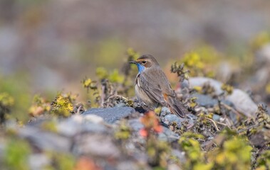 Bluethroat (Luscinia svecica) is a passerine bird that feeds on invertebrates and insects on the edges of small water holes close to wetlands. It is seen in Asia, Europe and Africa.