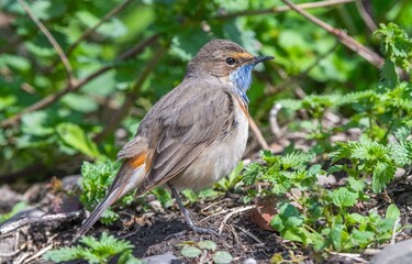 Bluethroat (Luscinia svecica) is a passerine bird that feeds on invertebrates and insects on the edges of small water holes close to wetlands. It is seen in Asia, Europe and Africa.