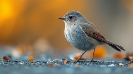 Fototapeta premium A close-up of a small bird standing on the ground with a blurred background behind it and a blurred foreground