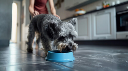 A Labrador eats from a metal bowl filled with dry food on a wooden floor.