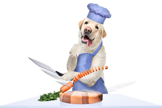 Cheerful Labrador in an apron and a chef's hat cuts a carrot into circles in flight isolated on white background