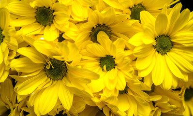 Yellow chrysanthemums taken in close-up
