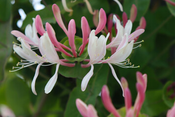 Climbing shrub, type species of the genus Honeysuckle, family Honeysuckle.