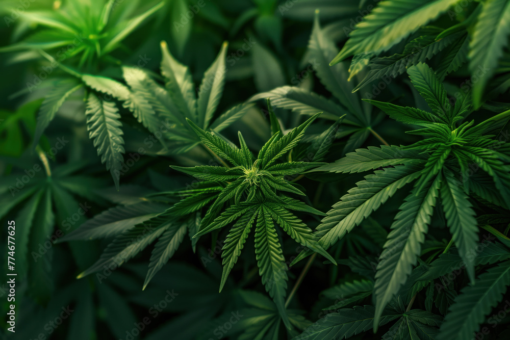 Poster cannabis leaf slide background. created with generative ai technology.