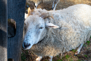 Closeup of a white wooly ram with horns and spotted face stands by a rustic wooden fence
