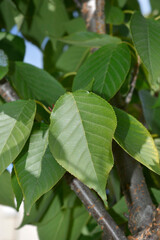 Japanese flowering cherry Kanzan leaves