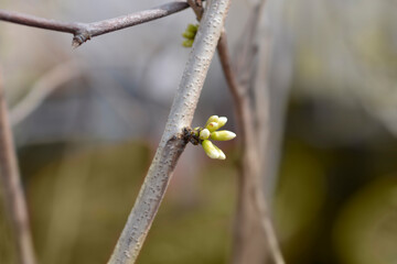 Chinese redbud Shirobana branch with flower buds
