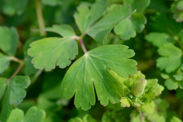 Columbine Spring Magic leaves