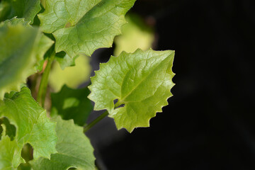Leopards bane Leonardo Compact leaves