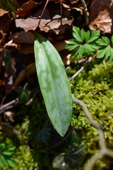 Dogs tooth violet leaf