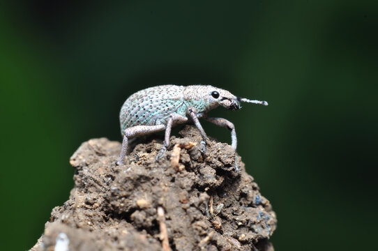Close-up of a weevil bug alone blur background