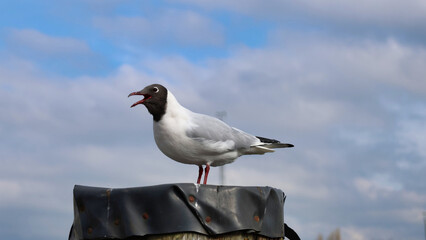 Closeup shot of a black-headed gull bird perched on a pole