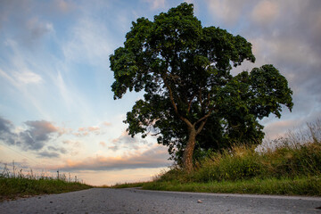 Baum am Wegesrand mit Sonnenuntergang