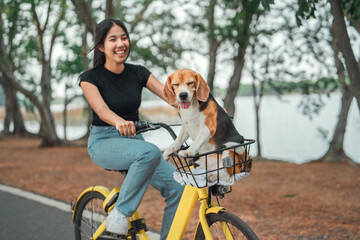 Happy woman owner riding a bike with her pet beagle dog in bicycle basket at public park, Adorable...