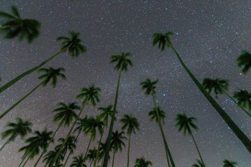Starry night at Maiga Island with coconut tree silhouette and twinkle star. Long exposure