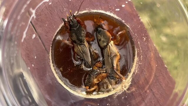 Two mole crickets are immersed in a liquid at the bottom of a plastic container, captured from a top-down perspective showcasing the creatures' unique morphology.
