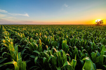 Radiant sun setting behind a vibrant green corn field under a vast sky