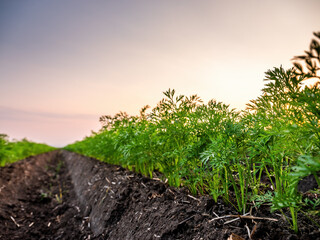 Vibrant carrot field at dawn, with the first light illuminating the lush foliage and fertile soil