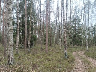 Rekyva forest during cloudy summer day. Pine and birch tree woodland. Blueberry bushes are growing in woods. Cloudy day with white and gray clouds in sky. Nature. Rekyvos miskas. - obrazy, fototapety, plakaty