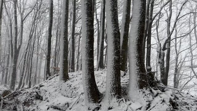 The first snow clung to the mountain trees, oaks, beeches and hornbeams in the Carpathians, snowflakes are carried by the wind