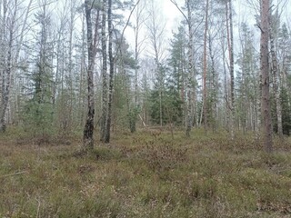 Rekyva forest during cloudy summer day. Pine and birch tree woodland. Blueberry bushes are growing in woods. Cloudy day with white and gray clouds in sky. Nature. Rekyvos miskas.