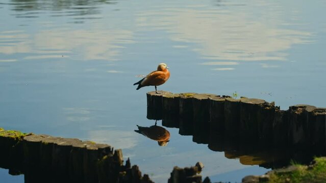 Male Beautiful bright red duck Ogar sits on a log near a pond
