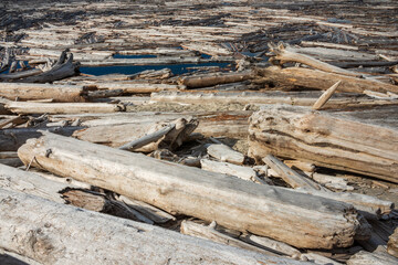 The Floating Logs of Spirit Lake at Mount St. Helens, Stratovolcano in Skamania County, Washington State