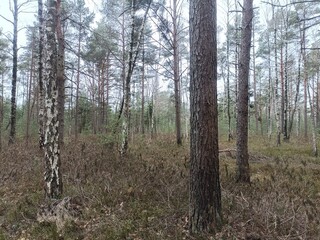 Rekyva forest during cloudy summer day. Pine and birch tree woodland. Blueberry bushes are growing in woods. Cloudy day with white and gray clouds in sky. Nature. Rekyvos miskas. - obrazy, fototapety, plakaty