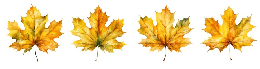 Set of watercolor yellow maple leaf clipart isolated on white and transparent background