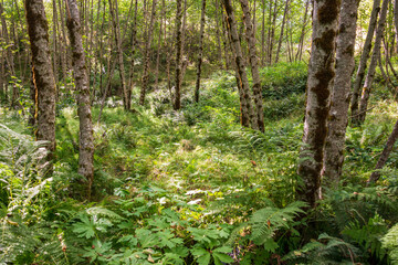 Hummocks Trail Loop at Mount St. Helens, Stratovolcano in Skamania County, Washington State