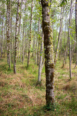 Naklejka premium Hummocks Trail Loop at Mount St. Helens, Stratovolcano in Skamania County, Washington State