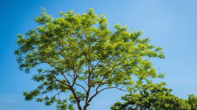 &Aacute;rbol solitario en lo alto de una monta&ntilde;a con el azul del cielo de fondo. Beautiful simple AI generated image in 4K, unique.