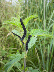 black caterpillar on nettle, Caterpillars of Aglais io, Caterpillars feeding on the nettle leaves