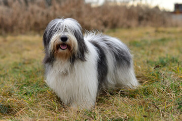 Radosny bearded colie na spacerze 