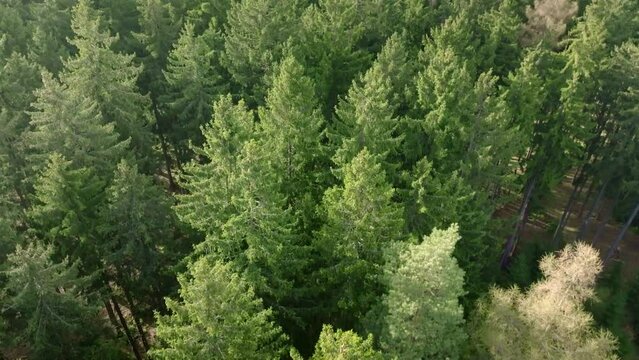 Aerial shot of coniferous trees in a dense forest. Top view.