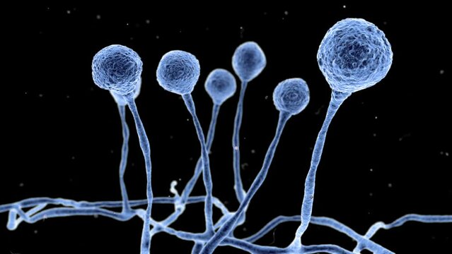 Animation showing Mucor mould, fungi that cause mucormycosis involving skin, nasal sinuses, brain and lungs