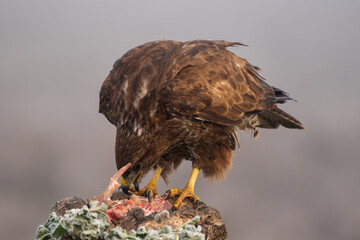 Beautiful close-up portrait of a buzzard perched on a rock with its beak open eating the meat that is on the rock on a day of dense fog in Spain, Europe