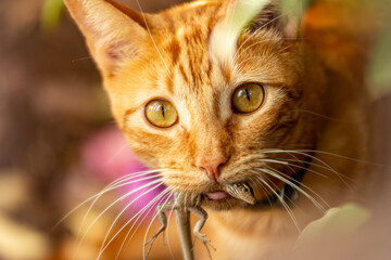 close up portrait of a red cat catch lizard