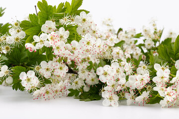 Hawthorn (Crataegus monogyna) flowers isolated on white background