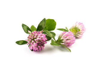 Fototapeta na wymiar Red clover on white background in close up. Red clover is a clowering plant used in traditional medicine.