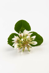White clover on white background in close up.