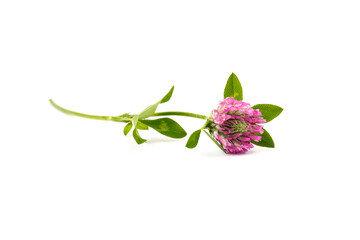 Red clover on white background in close up. Red clover is a clowering plant used in traditional...